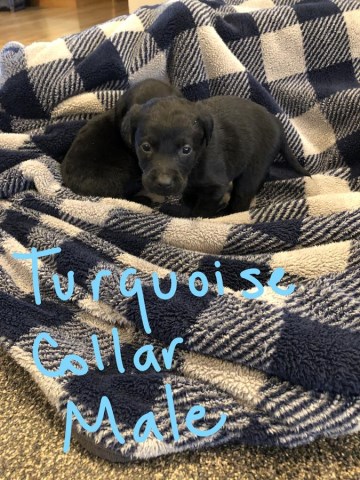 Labrador Retriever puppy for sale + 55601