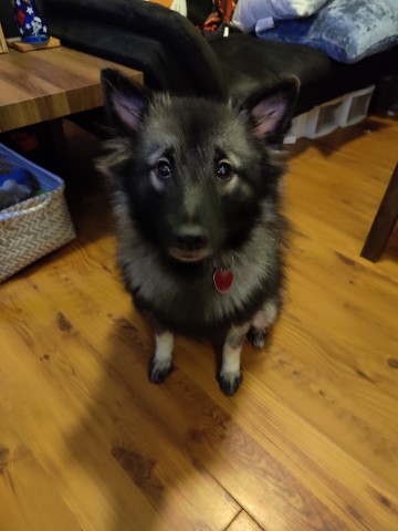 Keeshond Female Puppy for Sale