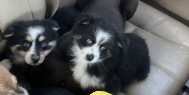 Pomsky puppies average 11 lbs full grown