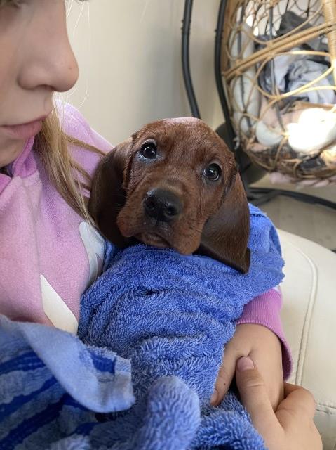 Redbone Coonhound puppy for sale + 65458