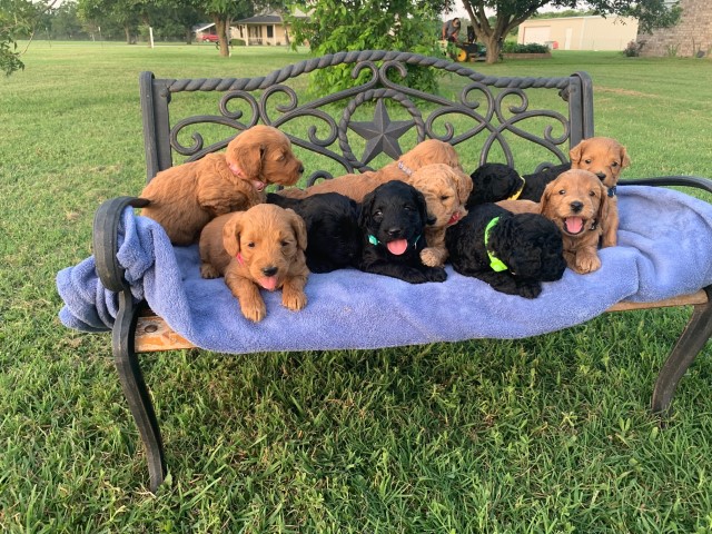 Labradoodle puppy for sale + 61972