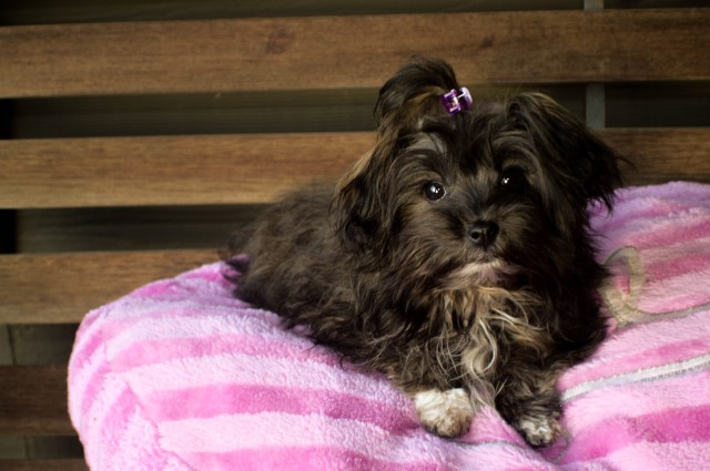 Shih Tzu puppy for sale + 64318