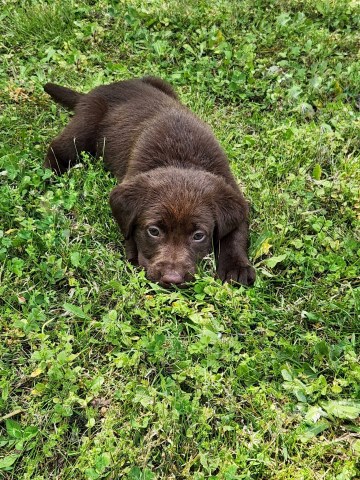 Labrador Retriever puppy for sale + 65751