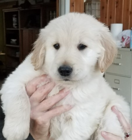 Golden Retriever puppy dog for sale in Memphis, Michigan