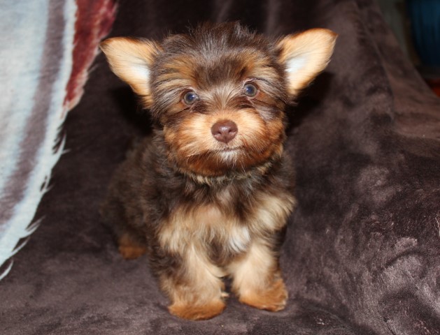 CKC Chocolate Yorkshire Terrier Female Puppy - Ready Soon!