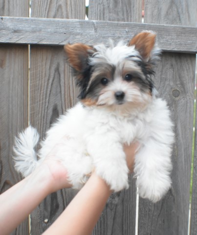 terrier yorkshire puppy dog biewer purebred mickey boy