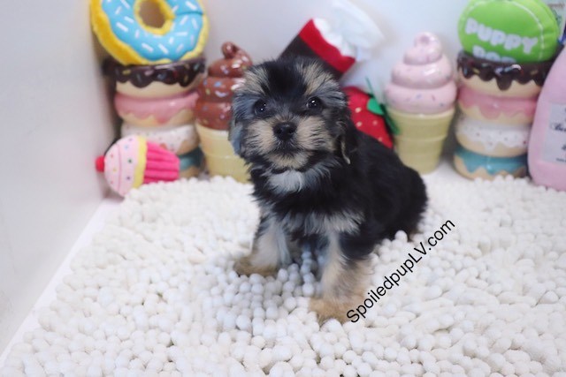 Morkie puppy for sale + 54426