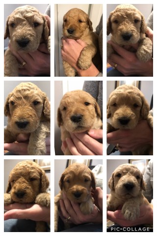 F1 Goldendoodles