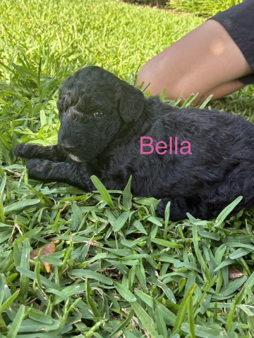 F2B/multi gen Goldendoodle puppies