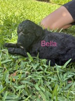 F2B/multi gen Goldendoodle puppies Goldendoodle for sale/adoption