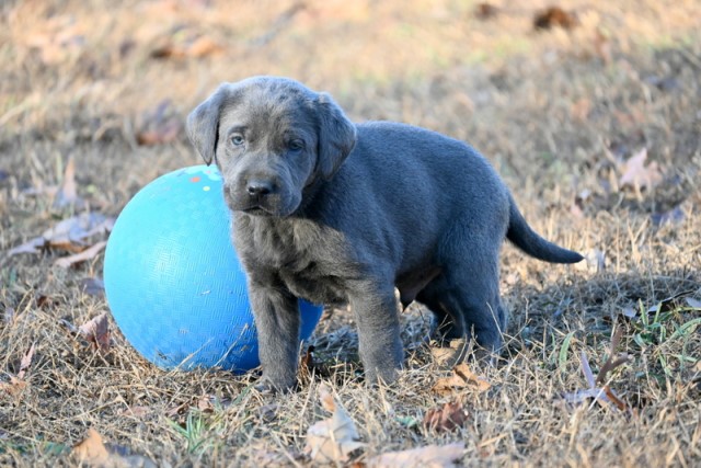 Labrador Retriever puppy for sale + 65304