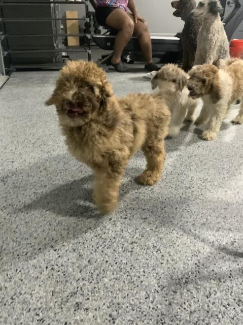 Standard Poodle