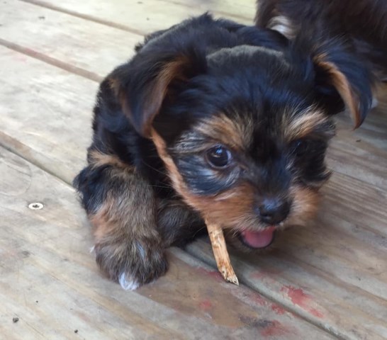 Yorkshire Terrier puppy for sale + 56350
