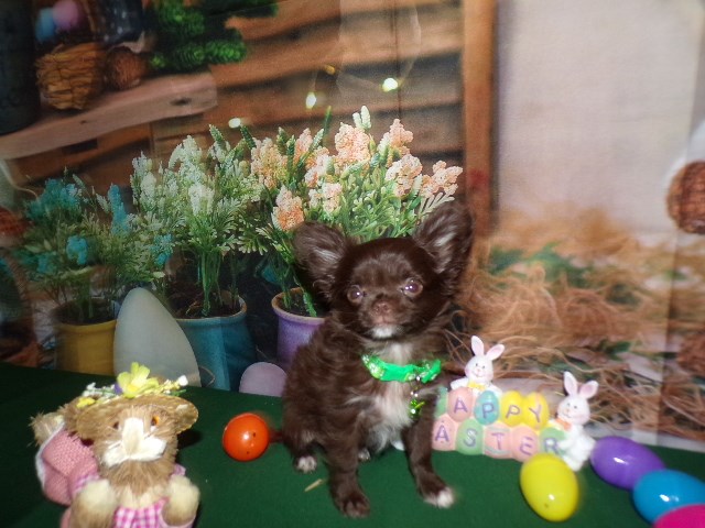 Chihuahua puppy for sale + 66478