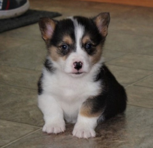 corgi