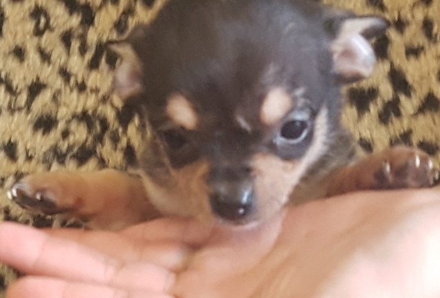 Chihuahua puppy for sale + 61156
