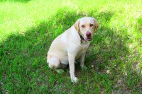 Labrador Retriever thumbnail