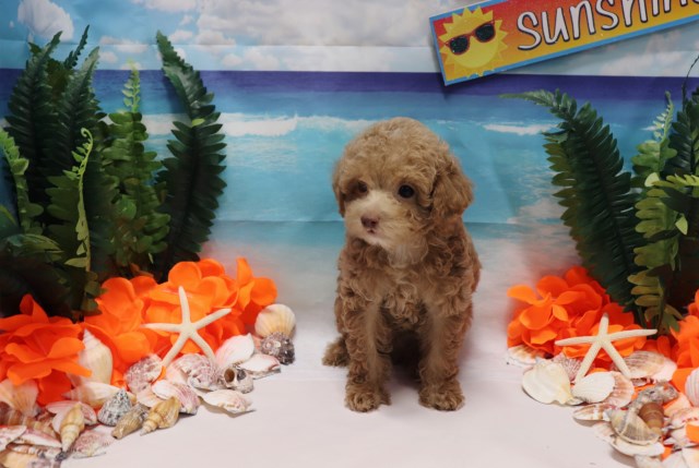 Toy Poodle - Ansel - Male