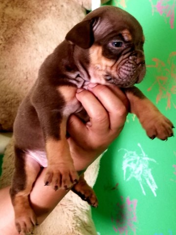 English Bulldog puppy for sale + 53725