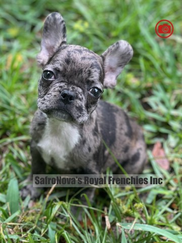 Fawn Merle  French Bulldog Puppies