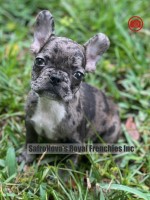Fawn Merle  French Bulldog Puppies French Bulldog for sale/adoption