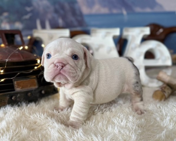 English Bulldog, F, white pied Black Merle