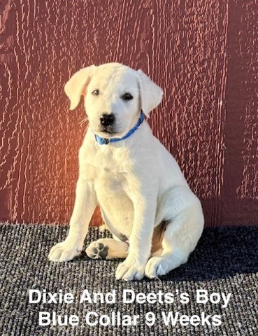 AKC Labrador Puppies