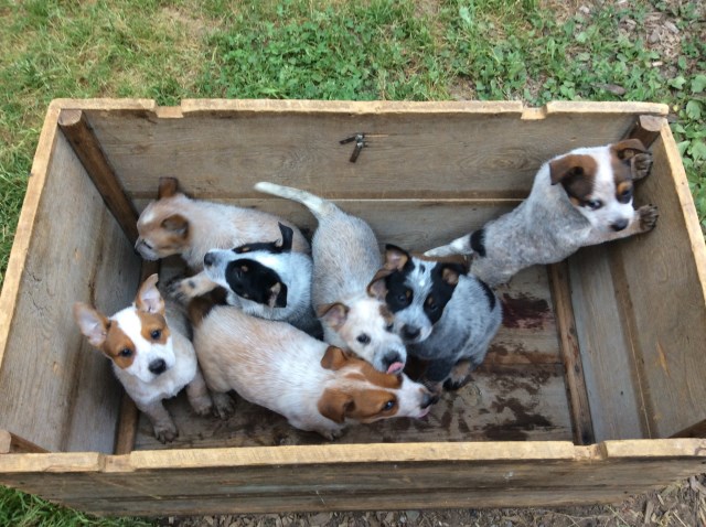 Australian Cattle Dog Puppies