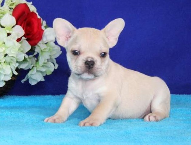 French Bulldog puppy for sale + 48507