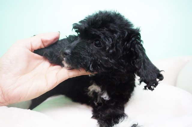 Maltipoo puppy for sale + 54331