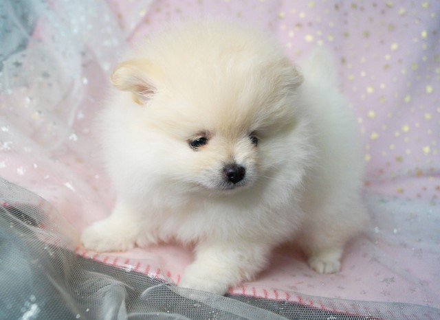 CKC Pomeranian - ROSE; Female