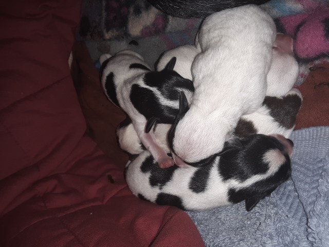 Chihuahua puppy dog for sale in reno, Nevada