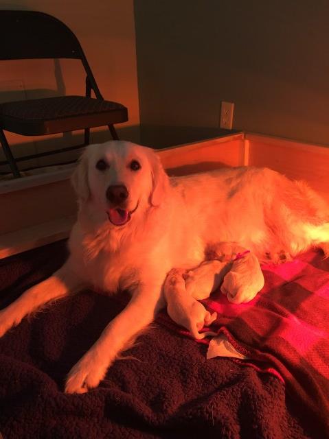 Golden Retriever puppy dog for sale in Jonesborough, Tennessee