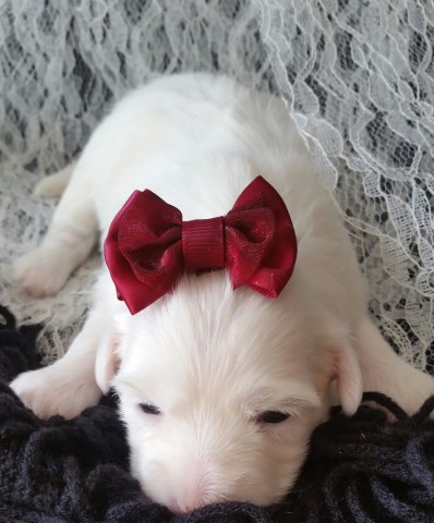 Coton de Tulear puppies for sale