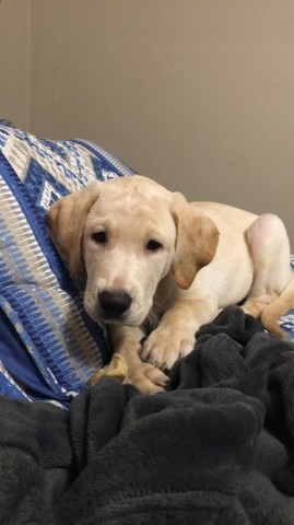 Labrador Retriever puppy for sale + 54086