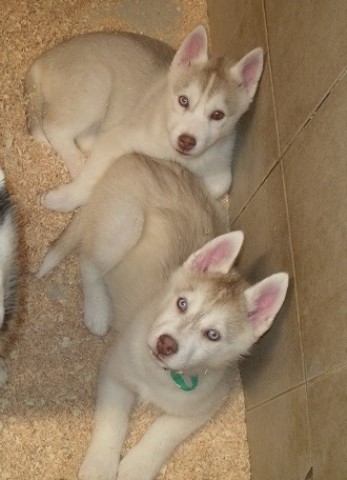 AKC Reg. Champion pedigree Siberian husky puppies