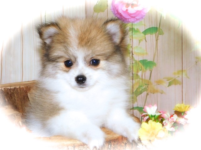 Pomeranian puppy for sale + 63232