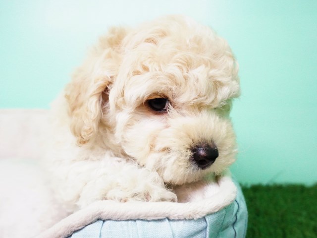 Maltipoo puppy for sale + 54769