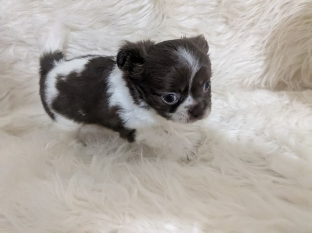 Faith Chihuahua  Female LC