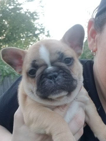 AKC French Bulldogs