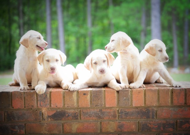 5 white-cream Lab Puppies for sale