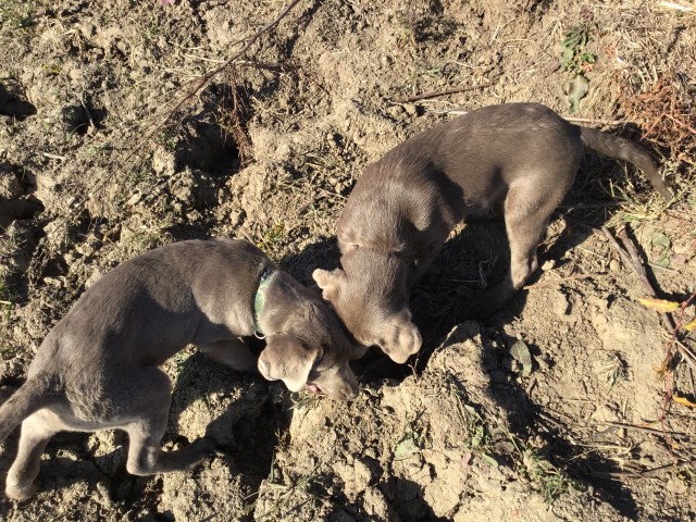 Labrador Retriever puppy for sale + 62430