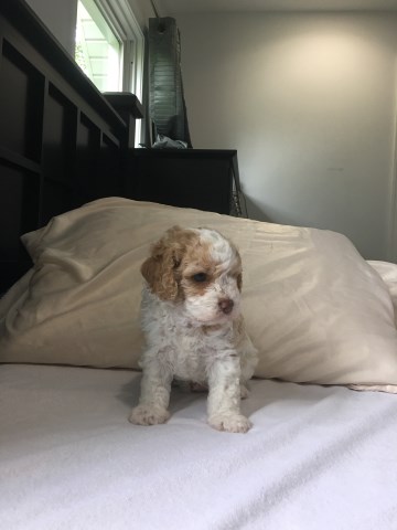 6 Weeks old Male Cavapoo Puppy - Ready go home Mid July