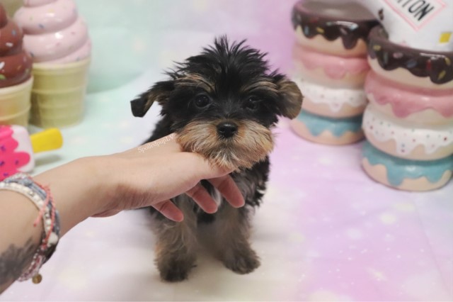 Morkie puppy for sale + 60425