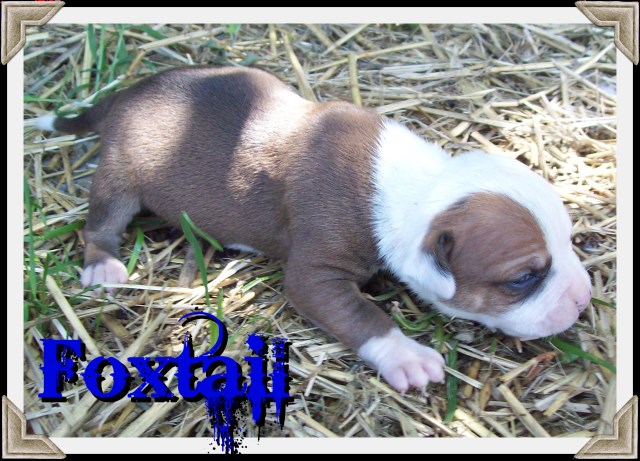 American Bulldog puppy for sale + 49160