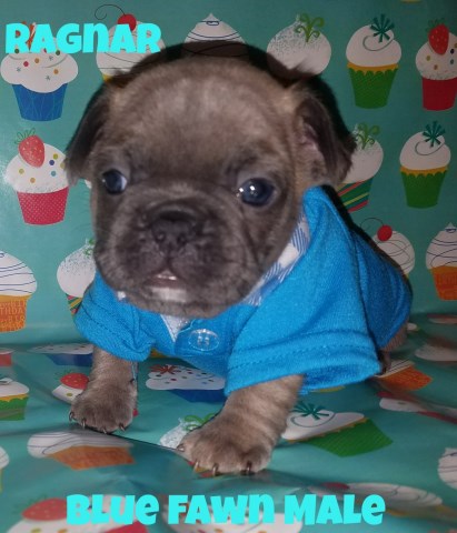 French Bulldog puppy for sale + 51329
