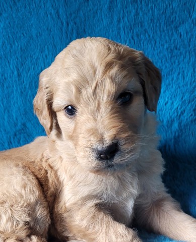 F1 Goldendoodle Puppies