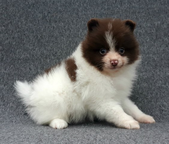 Pomeranian puppy for sale + 56580