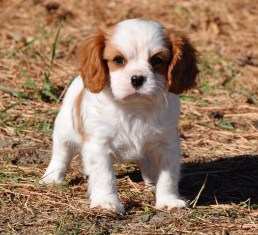 Cavalier King Charles Spaniel puppy dog for sale in