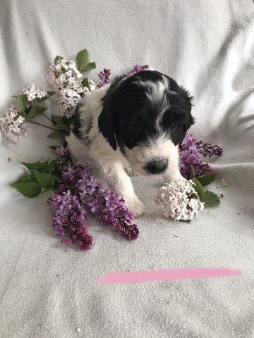 Black/White Pyredoodle Ready to go home May 22! Pink Collar
